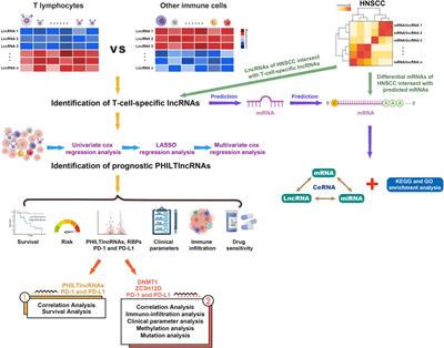 Identification of lncRNA Signature of Tumor-Infiltrating T Lymphocytes With Potential Implications for Prognosis and Chemotherapy of Head and Neck Squamous Cell Carcinoma